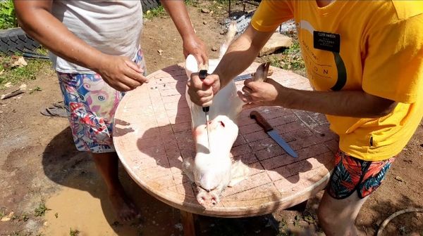 Tuer des Cochons pour la Bienvenue