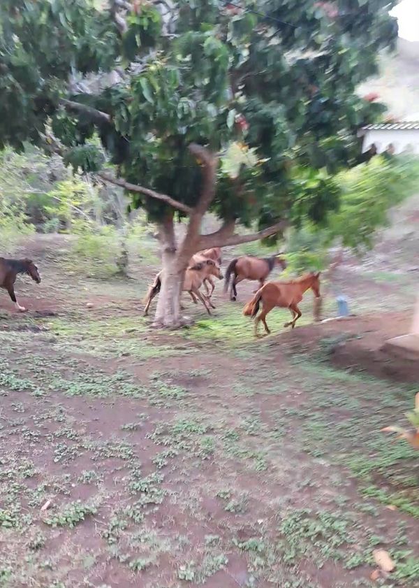 Rassemblement de Chevaux et Covid